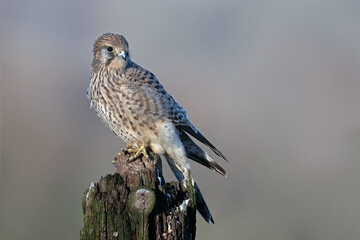 Wall Mural - Recently fledged Kestrel (Falco tinnunculus) perched on an old fencepost