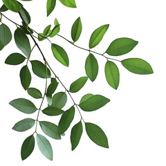 a branch of a green plant with leaves on a transparent background, PNG image, PNG file, Generative art.