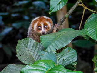  loris clings to a tree in a misty forest, 