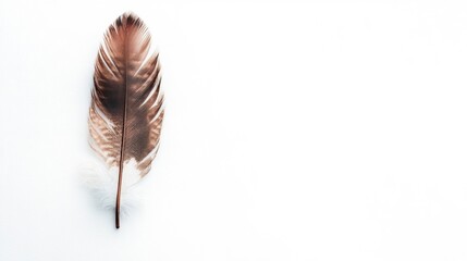 Poster - A single brown feather lies on a smooth white surface, showcasing its delicate structure and soft textures against the minimalist backdrop