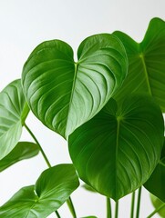 Wall Mural - A close-up photograph of lush, green leaves against a white background, with space for text in the center. Minimalist aesthetic. The plant is vibrant and lively, adding a touch of life to any room.