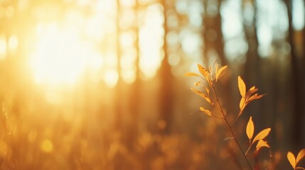 Wall Mural - Soft Golden Rays Filtering Through a Lush Forest with Glowing Foliage