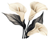 PNG Calla lily blooms illustration flower calla.