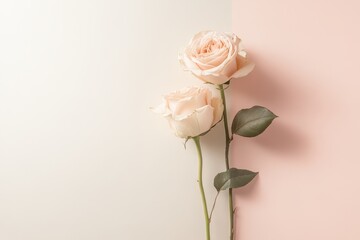Poster - Elegant pastel roses arranged against a soft gradient background with subtle hues in a cozy indoor setting. Generative AI