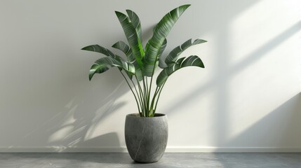 Canvas Print - Big Green Fresh Houseplant In Flowerpot. Interior Design Mockup. Front View.