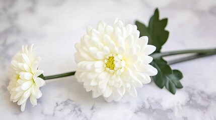 single chrysanthemum flower on a funeral program, adding an elegant and symbolic touch for a respect