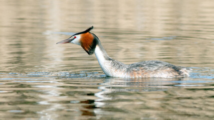 Poster - Great Crested Grebe swims across the lake