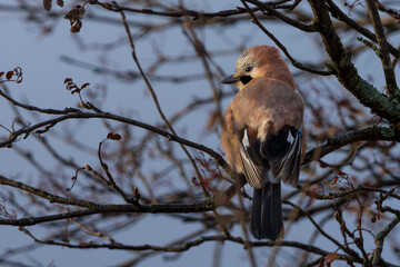 The Eurasian jay (Garrulus glandarius)