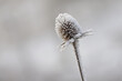 © KSCHiLI - Frozen wild teasel (Dipsacus sylvestris) close up