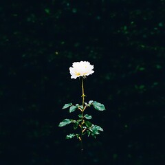 Poster - Isolated white rose against dark green foliage.