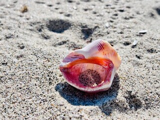 seashell on the beach