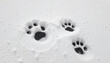 © Olga - Cat Paw Prints in Snow with Snowflakes and White Background