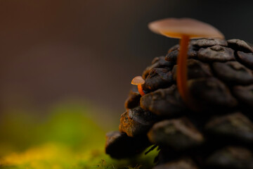 Wall Mural - Artistic mushroom photo. Mysterious creatures of nature, mushrooms. Natural background.