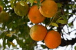 pomarańcze na drzewie pomarańczowy zielony liście świeże 
