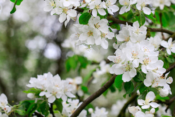 Wall Mural - Apple blossom in the garden. Spring flowers on tree.