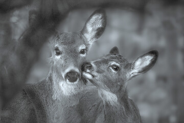 Wall Mural - black and white portrait of a couple deers in the woods, kissing each other.