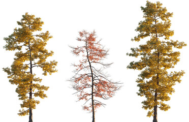 Wall Mural - metasequoia glyptostroboides autumn tree frontal set isolated png on a transparent background premiu