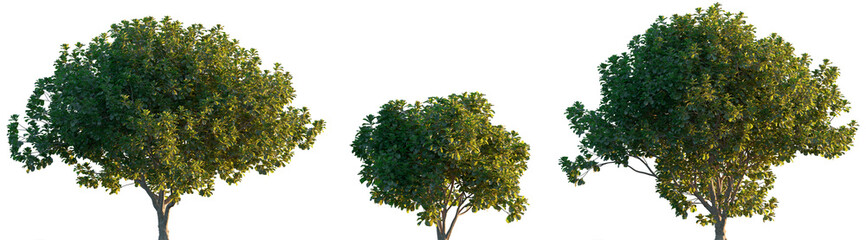 Ficus lyrata trees shrub mulberry medium and small isolated premium png on a transparent background cutout (fiddle-leaf fig, banjo fig, fiddle-leaved, lyre leaf fig tree, lyre-leaved fig tree)