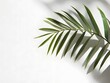 © AhStudio - Palm Frond: Minimalist Botanical Study in Sunlight