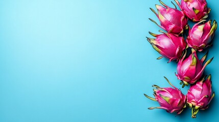 Wall Mural - A vibrant arrangement of dragon fruit on a blue background.