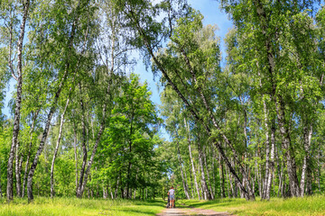 Wall Mural - Summer spring landscape - woman walking with a pram in a birch grove on a sunny day