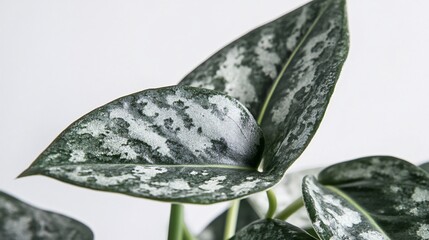 Wall Mural - Close-up of a variegated plant leaf showcasing unique patterns and textures.