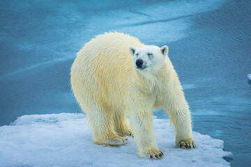 Wall Mural - smiling polar bear walking on an ice floe