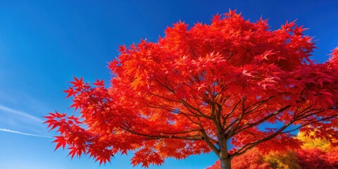 Wall Mural - Vibrant Japanese red maple tree against clear blue sky, nature, autumn, foliage, vibrant, Japanese maple, colorful