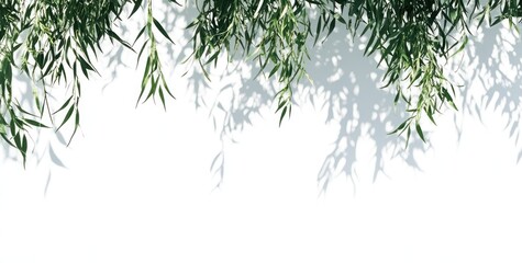 Poster - Lush green willow branches and leaves cast shadows on a white background, creating a natural frame.