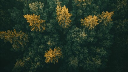 Aufkleber - Aerial view of autumn forest with yellow and green conifers.