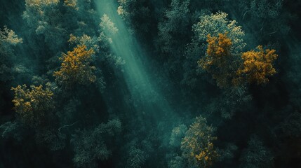 Poster - Aerial view of sunlit forest canopy, showing autumnal colors and textures.