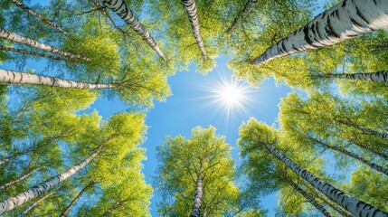 Aufkleber - Sun shining through birch trees in a forest, looking up.