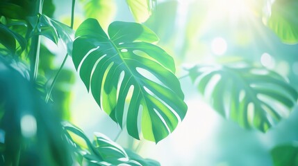 Poster - Lush green monstera leaves illuminated by sunlight in a tropical garden.