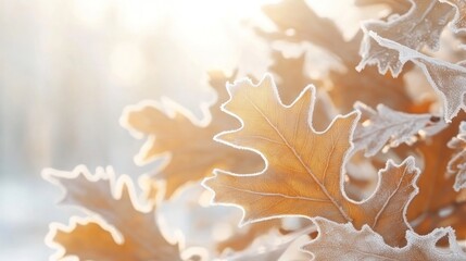 Aufkleber - Close-up of frost-covered oak leaves illuminated by sunlight.