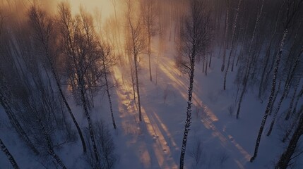 Poster - Aerial view of a snowy forest at sunrise, sunlight filtering through the trees.