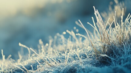 Poster - Close-up of frost-covered grass at sunrise, showcasing delicate ice crystals and muted blue tones.