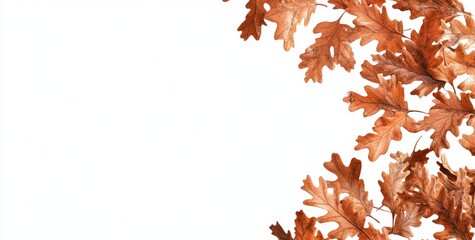 Aufkleber - Autumn oak leaves border on white background.