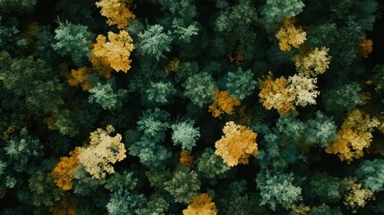 Poster - Aerial view of autumn forest with yellow and green trees.