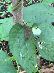 Wall Mural - close up of a worm on green leaf