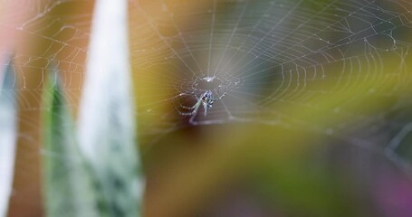 St Andrew's Cross Spider on spider web in eastern Australia