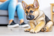 © Vasili - A young German Shepherd puppy lying on a floor next to a human’s legs, looking curious and playful in a bright and comfortable home environment.