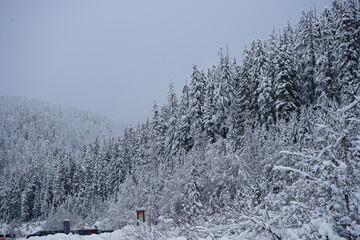 snow covered trees