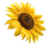Close-up of a vibrant yellow sunflower with detailed petals and center, isolated on a white background, symbol of summer