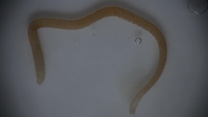 Wall Mural - Cyctacanth stage (Acanthocephala) fish cestode larva (Trianchoratus sp.) in Channa striata under the microscope in Lab.