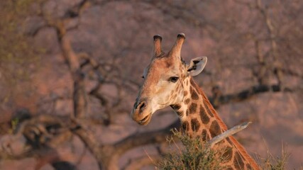 Wall Mural - a close up clip of a southern giraffe feeding on a tree at sunrise at balule nature reserve of kruger national park in south africa