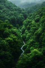 Forest valleys with winding paths visible from above 