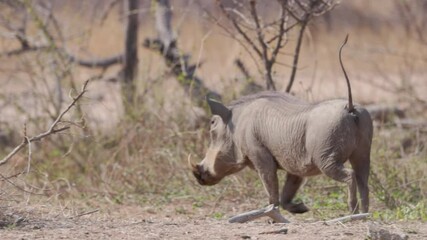 Wall Mural - a high frame rate clip of a wart hog looking at the camera then running away at balule nature reserve of kruger national park