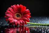 red gerbera daisy