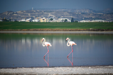 Wall Mural - flamingo in the water