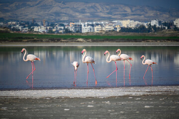 Wall Mural - flamingos in the lake